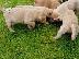 PoulaTo: Πωλούνται σκυλιά και κουτάβια Labrador Retriever